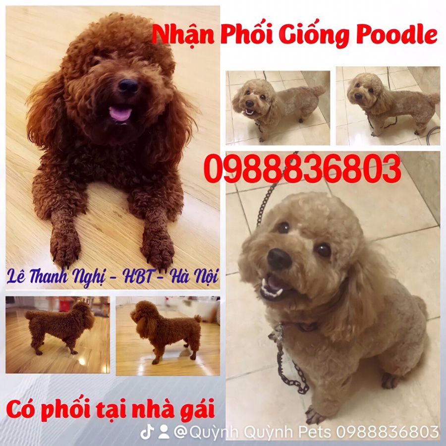 Phối giống Poodle Hà Nội. 0988836803